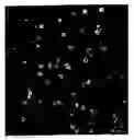 Fig. 01 - Water-soluble fluorescent particle comprising entangled fluorescent polymer and amphiphilic molecule