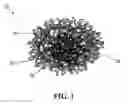 Fig. 02 - Water-soluble fluorescent particle comprising entangled fluorescent polymer and amphiphilic molecule