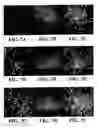 Fig. 09 - Water-soluble fluorescent particle comprising entangled fluorescent polymer and amphiphilic molecule