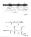 Fig. 08 - Isolated cold-and-menthol-sensitive receptor (CMR1)