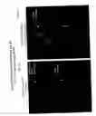 Fig. 12 - CD163-binding conjugates