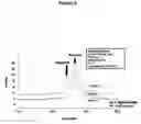 Fig. 07 - O-LINKED GLYCOSYLATION OF PEPTIDES