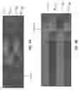 Fig. 11 - Modified polynucleotides for reducing off-target effects in RNA interference