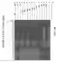 Fig. 13 - Modified polynucleotides for reducing off-target effects in RNA interference