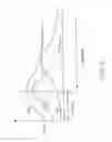 Fig. 49 - Method of conditioning a hybrid synthetic tubular structure to yield a functional human hybrid coronary bypass graft