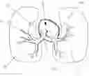 Fig. 01 - Pulmonary Artery Pressure Signals And Methods of Using
