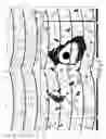 Fig. 05 - Biodegradable Triblock Copolymers for Use in Acoustically Mediated Intracellular Drug Delivery in vivo