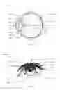 Fig. 02 - Method and Apparatus for Ophthalmic Medication Delivery and Ocular Wound Recovery