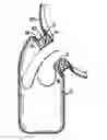 Fig. 01 - Male incontinency device