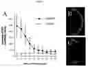 Fig. 04 - Transgenic Frog Lines and Assays Employing Them