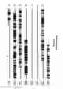 Fig. 04 - METHYL-D-ERYTHRITOL PHOSPHATE PATHWAY GENES