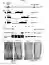 Fig. 03 - Root specific promoters