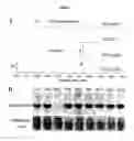 Fig. 04 - Root specific promoters