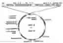 Fig. 01 - Expression vectors pSSA-K and pSSA-H for expression of SOD and APX in plants to provide stress tolerance
