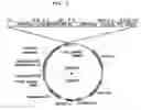 Fig. 03 - Expression vectors pSSA-K and pSSA-H for expression of SOD and APX in plants to provide stress tolerance