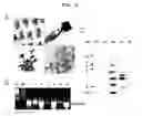 Fig. 04 - Expression vectors pSSA-K and pSSA-H for expression of SOD and APX in plants to provide stress tolerance