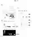 Fig. 05 - Expression vectors pSSA-K and pSSA-H for expression of SOD and APX in plants to provide stress tolerance