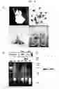 Fig. 06 - Expression vectors pSSA-K and pSSA-H for expression of SOD and APX in plants to provide stress tolerance