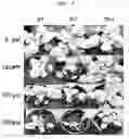 Fig. 08 - Expression vectors pSSA-K and pSSA-H for expression of SOD and APX in plants to provide stress tolerance