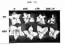 Fig. 11 - Expression vectors pSSA-K and pSSA-H for expression of SOD and APX in plants to provide stress tolerance