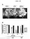 Fig. 15 - Expression vectors pSSA-K and pSSA-H for expression of SOD and APX in plants to provide stress tolerance