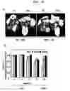 Fig. 16 - Expression vectors pSSA-K and pSSA-H for expression of SOD and APX in plants to provide stress tolerance