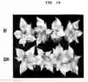 Fig. 17 - Expression vectors pSSA-K and pSSA-H for expression of SOD and APX in plants to provide stress tolerance