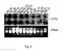 Fig. 06 - promoter