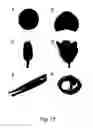 Fig. 14 - promoter