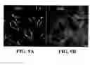 Fig. 06 - Cdte/Gsh Core-Shell Quantum Dots