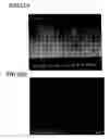 Fig. 22 - Nanowire, method for fabricating the same, and device having nanowires