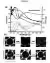 Fig. 05 - Variably porous structures
