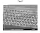 Fig. 06 - Variably porous structures