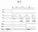Fig. 07 - Organic light emitting display device and driving method thereof