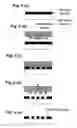 Fig. 07 - Sensor device and testing method utilizing localized plasmon resonance