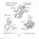 Fig. 02 - Methods for using light reflection patterns to determine diving angle of grain