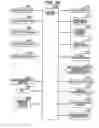 Fig. 33 - COMMUNICATION APPARATUS AND COMMUNICATION METHOD