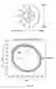 Fig. 27 - Orthovoltage radiosurgery