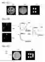 Fig. 10 - Defect inspecting apparatus and defect-inspecting method