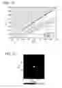 Fig. 17 - Photonic band gap fiber and method of producing the same