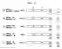 Fig. 07 - Method and apparatus for normal reverse playback