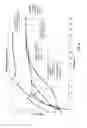 Fig. 03 - Socketing material and speltered assembly for terminating tension member