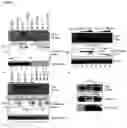 Fig. 03 - METHODS AND COMPOSITIONS FOR AFFECTING SUBSTRATE DOCKING OF KINASES IN MODULATING CELLULAR ACTIVITIES