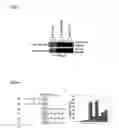 Fig. 08 - METHODS AND COMPOSITIONS FOR AFFECTING SUBSTRATE DOCKING OF KINASES IN MODULATING CELLULAR ACTIVITIES