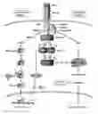 Fig. 01 - IDENTIFICATION OF NOVEL FACTORS THAT BLOCK PROGRAMMED CELL DEATH OR APOPTOSIS BY TARGETING JNK