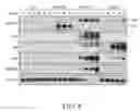 Fig. 09 - IDENTIFICATION OF NOVEL FACTORS THAT BLOCK PROGRAMMED CELL DEATH OR APOPTOSIS BY TARGETING JNK