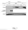 Fig. 10 - IDENTIFICATION OF NOVEL FACTORS THAT BLOCK PROGRAMMED CELL DEATH OR APOPTOSIS BY TARGETING JNK