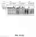 Fig. 16 - IDENTIFICATION OF NOVEL FACTORS THAT BLOCK PROGRAMMED CELL DEATH OR APOPTOSIS BY TARGETING JNK