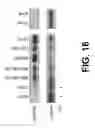 Fig. 20 - IDENTIFICATION OF NOVEL FACTORS THAT BLOCK PROGRAMMED CELL DEATH OR APOPTOSIS BY TARGETING JNK
