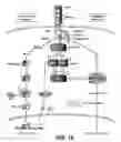 Fig. 22 - IDENTIFICATION OF NOVEL FACTORS THAT BLOCK PROGRAMMED CELL DEATH OR APOPTOSIS BY TARGETING JNK